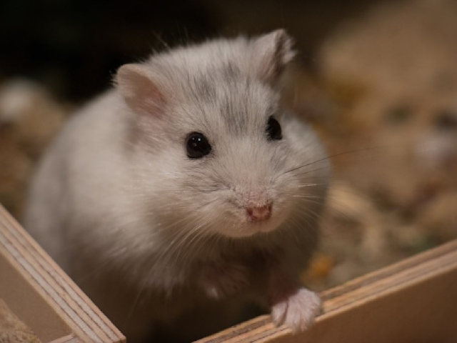 Hamster