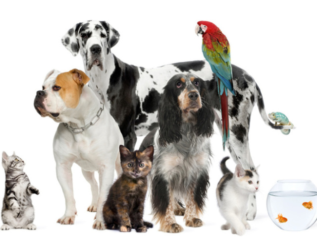 Qual animal você seria?
