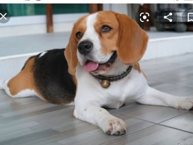 Beagle