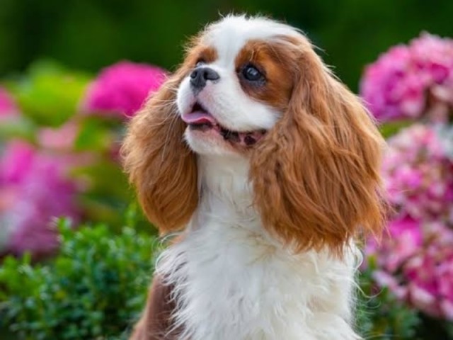 Cavalier king Charles spaniel