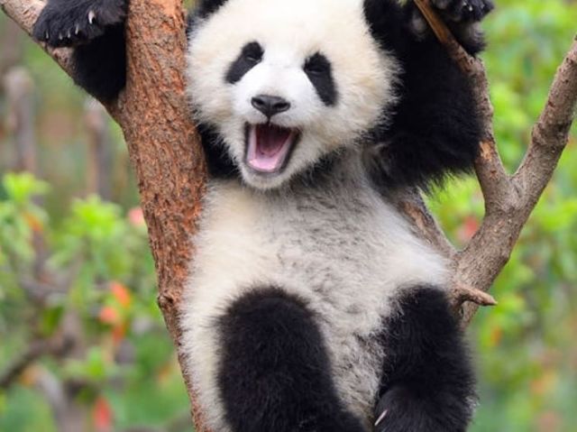 panda