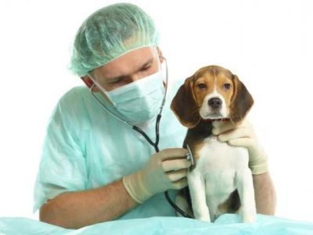 Médico Veterinário.