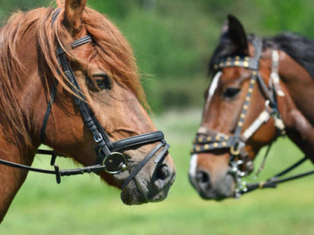 Você realmente conhece os cavalos?