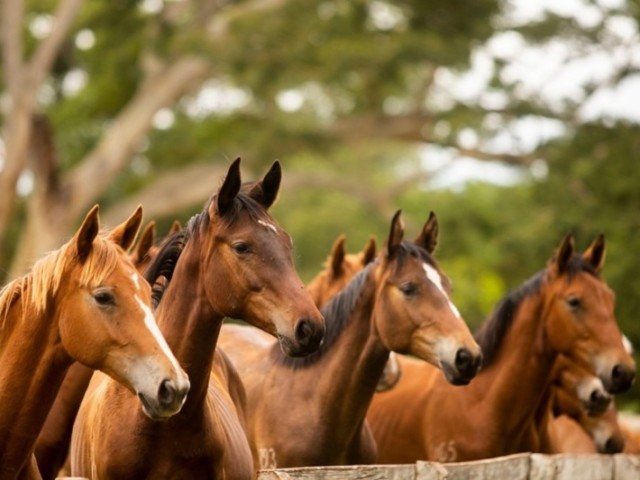 Você conhece mesmo as raças de cavalos?