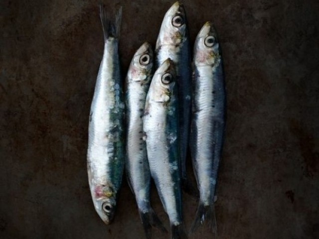 Sardinha