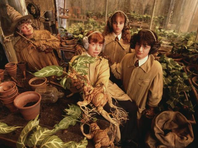 Harry Potter: Herbologia