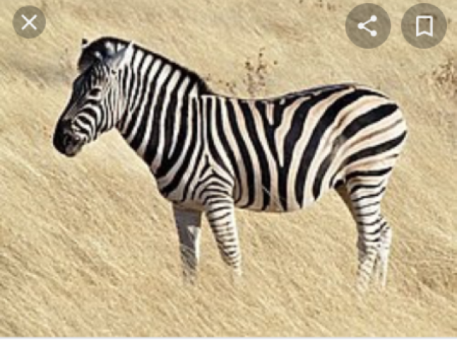 Zebra