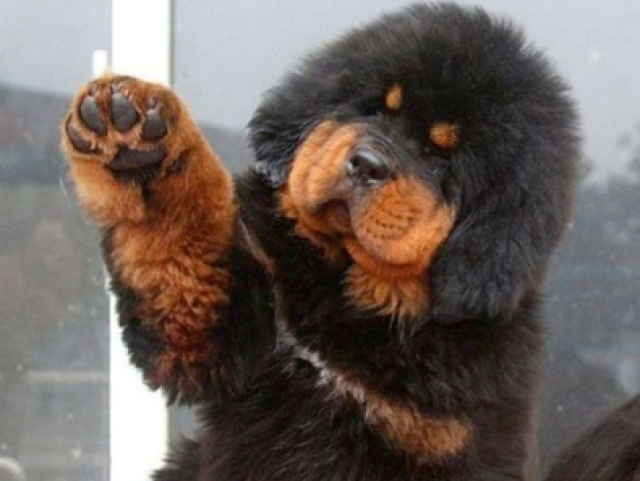 Você é um Mastim tibetano!