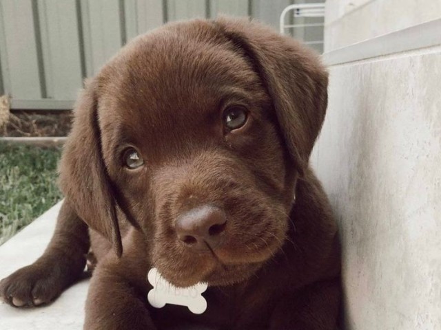 Você é um Labrador retriever