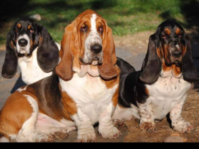 Você é um Basset Hound
