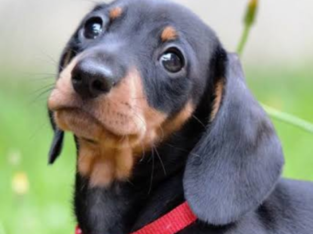 Você é um Dachshund