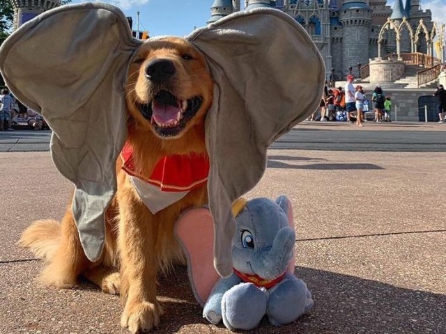 Você é um Golden retriever