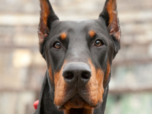 Você é um doberman