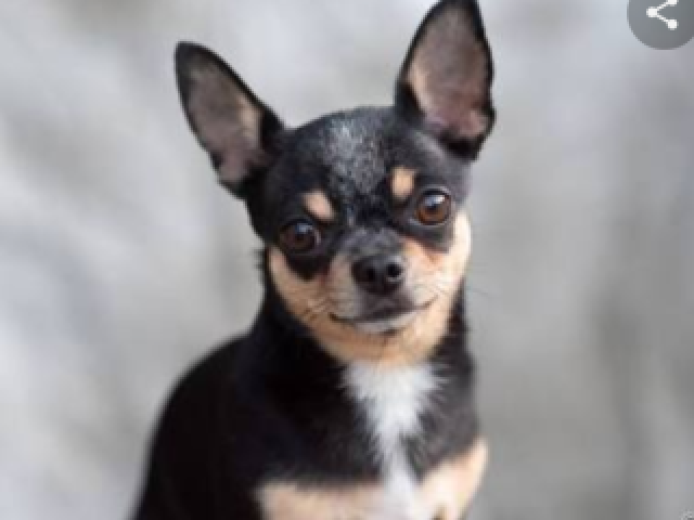 Você é um chihuahua