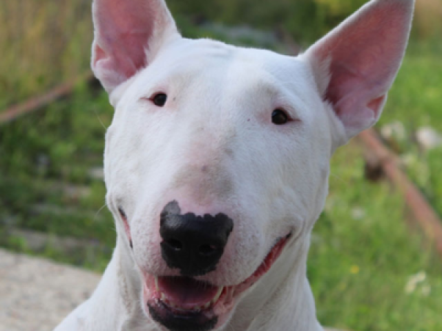 Você é um Bull Terrier