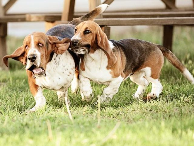 Qual raça de cachorro você é?