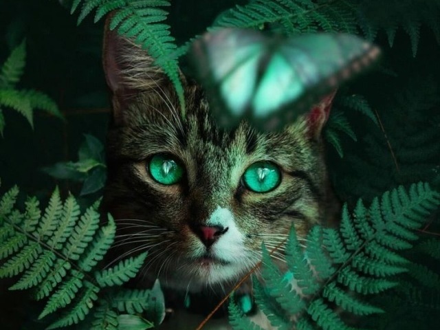 Gato 🐈