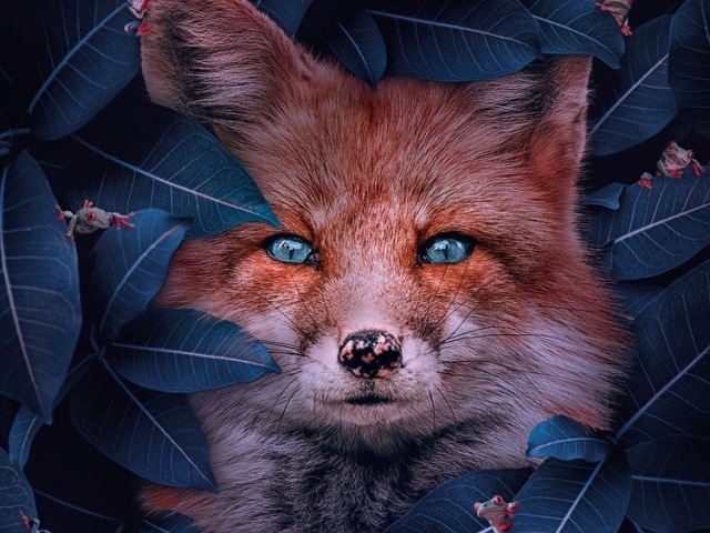 Raposa 🦊