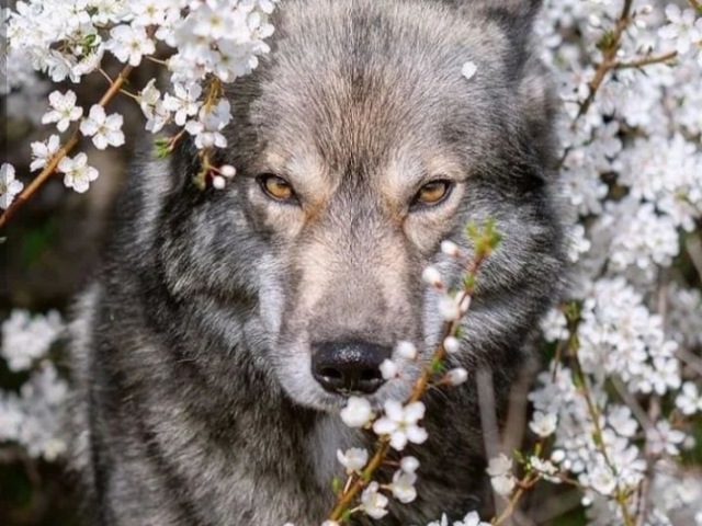 Lobo 🐺