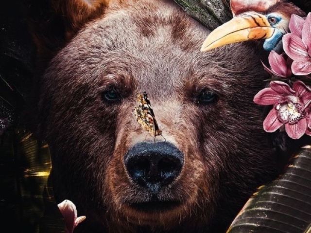 Urso 🐻