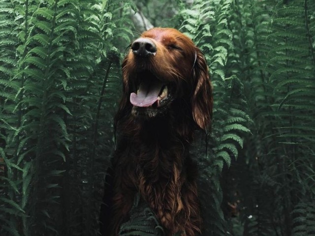 Cão 🐕