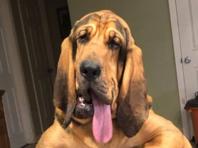 Vc é um Bloodhound