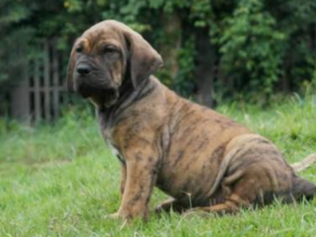 Vc é um fila brasileiro