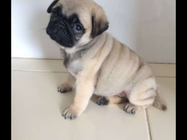 Pug é pequeno