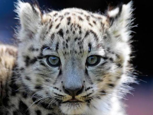 Leopardo