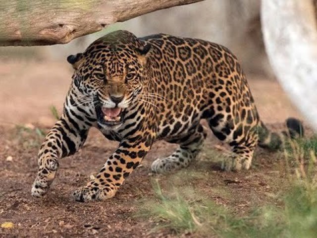 Jaguar