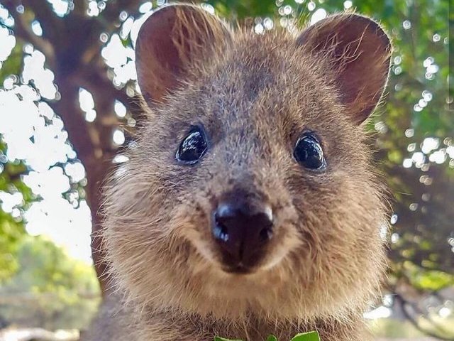 Quokka🌵