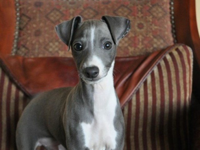 Galgo italiano