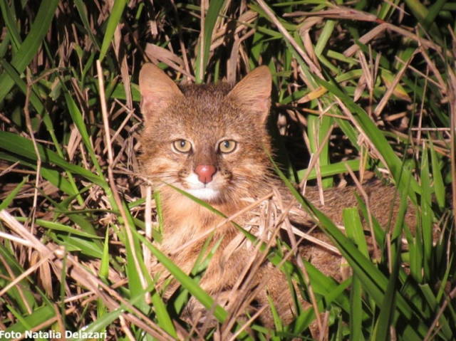 Gato - Palheiro