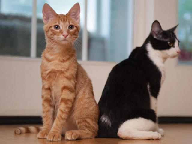 Voce e um Gato!