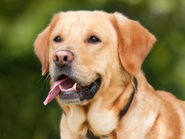 Voce e um Cachorro!
