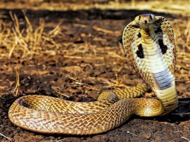 Voce e uma Cobra!