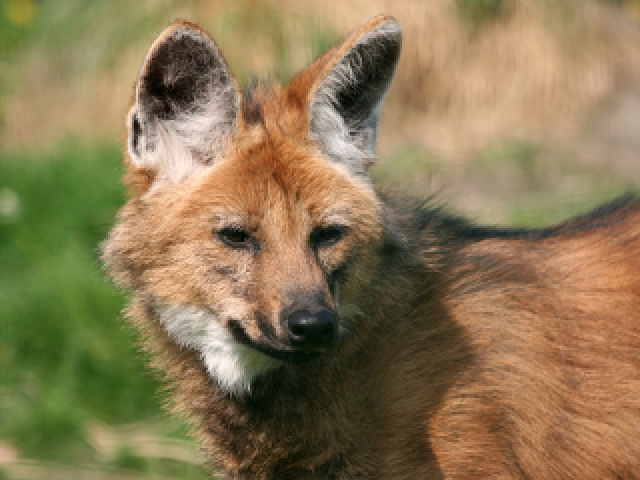 Voce e um Lobo Guara!