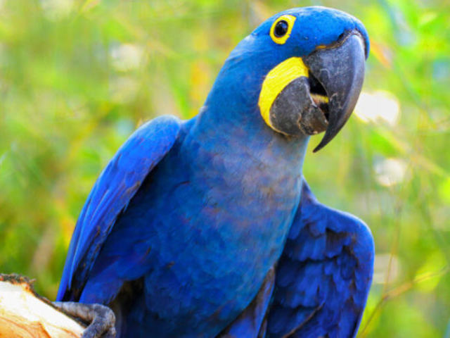 Voce e uma Arara Azul!