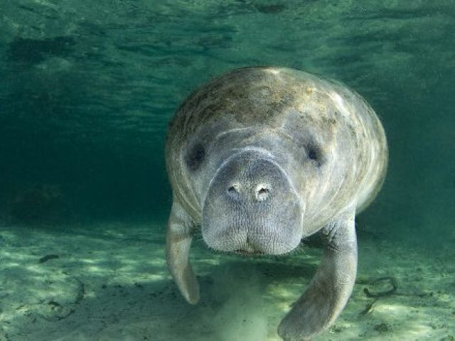 Voce e um Peixe Boi!
