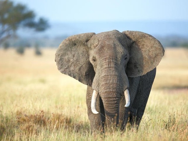 Elefante