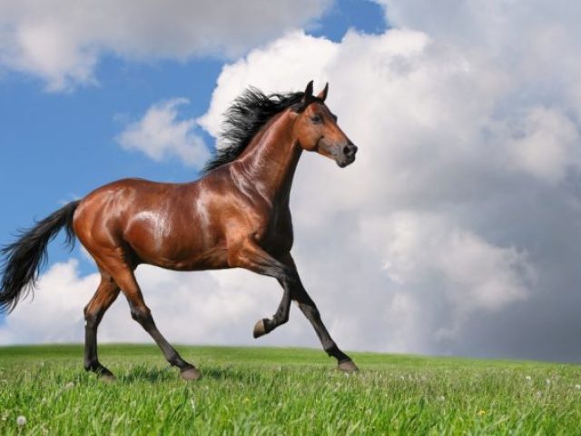 Cavalo pronto pra arrasar!!