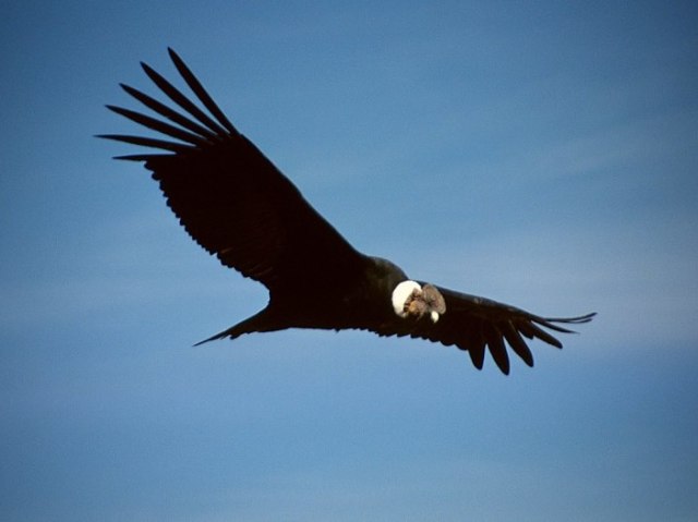 Condor-dos-Andes