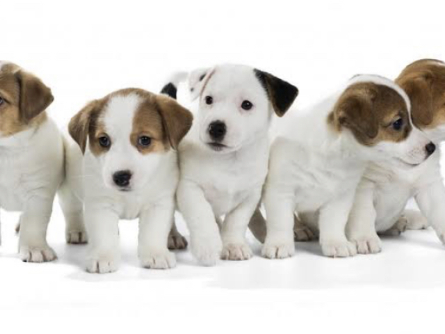 Qual raça de cachorro você seria?