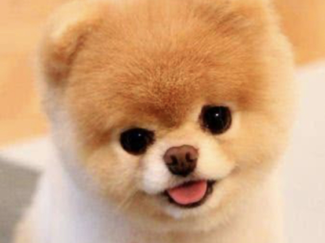 Lulu da pomerânia