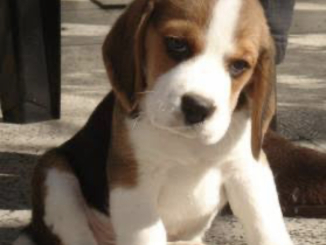 Beagle