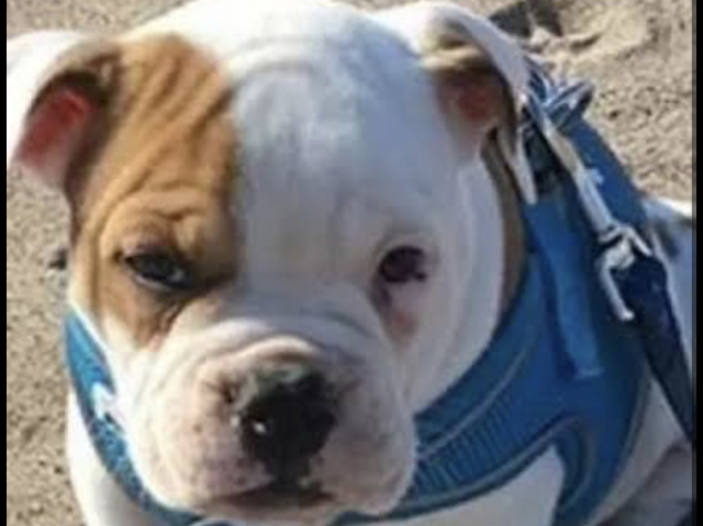 Buldogue