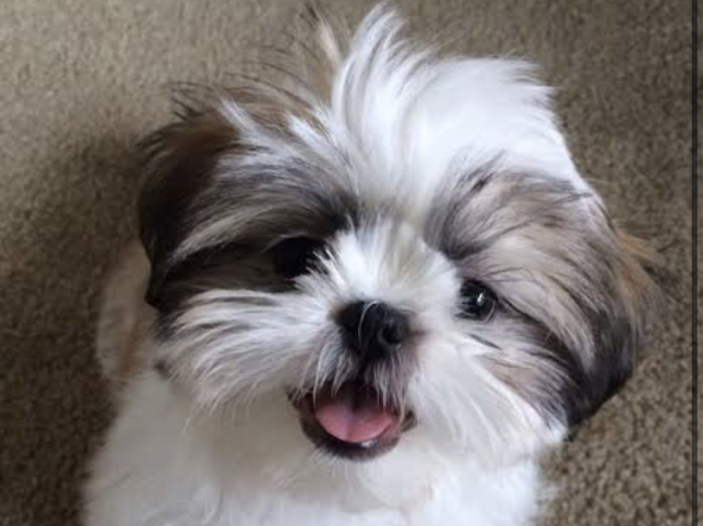Shi-tzu