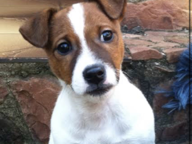 Jack russel