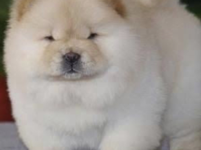 Chow chow