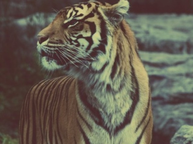 Tigre